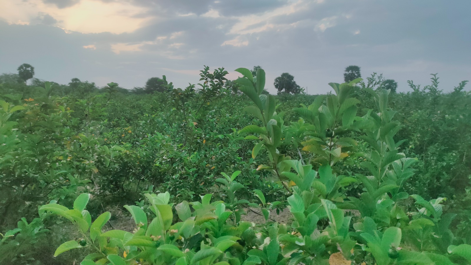 Guava Farm