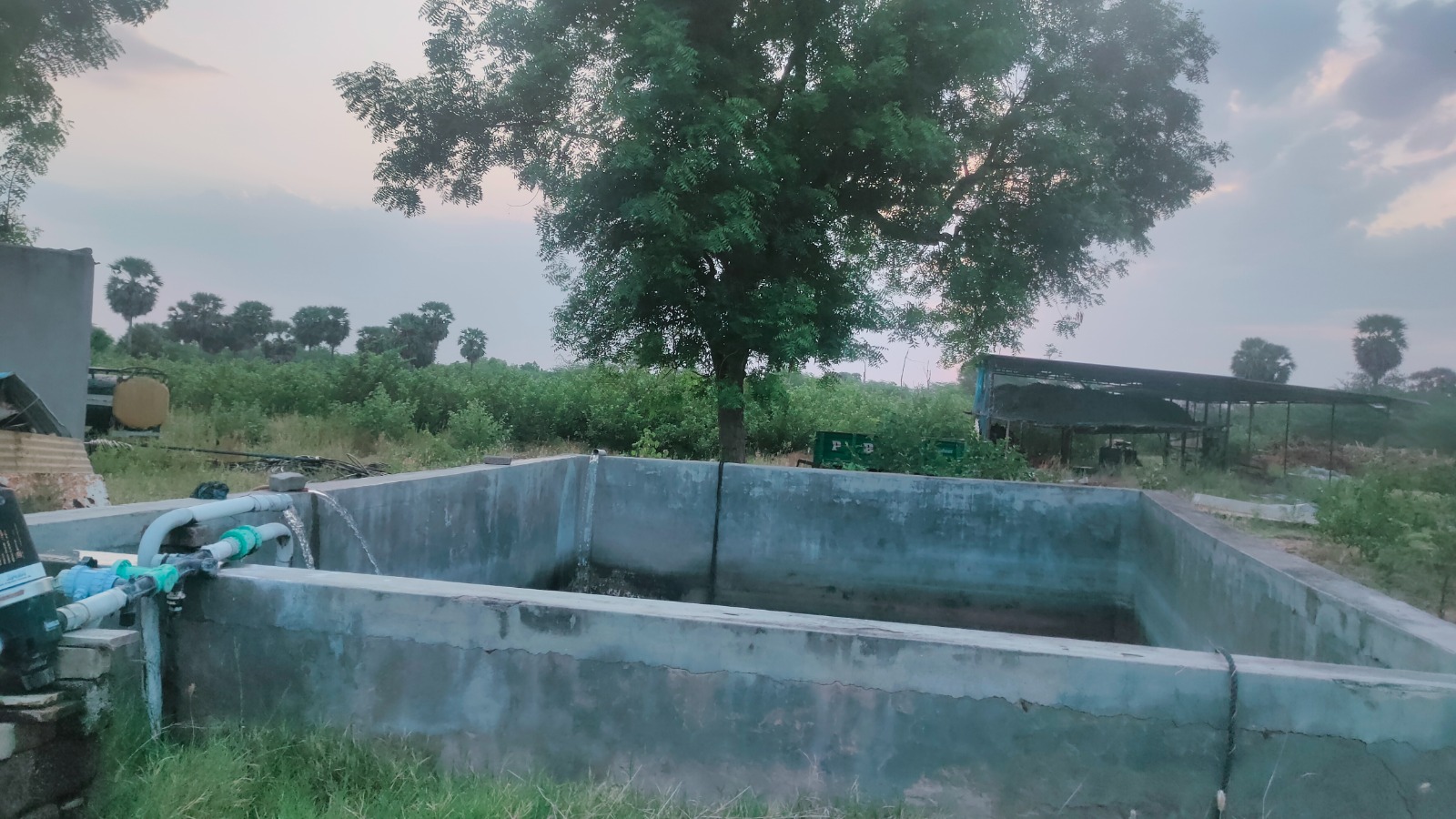 Moringa Trees